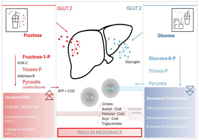 Frontiers | The association between high fructose corn syrup and the development of type-2 diabetes