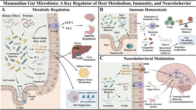 Frontiers | Host–gut microbiota interactions in health and disease: mechanisms and intervention strategies
