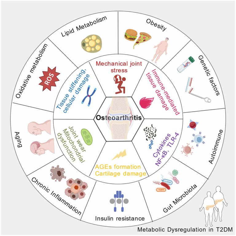 Frontiers | Nutritional metabolic dysregulation in T2DM as a catalyst for osteoarthritis pathogenesis