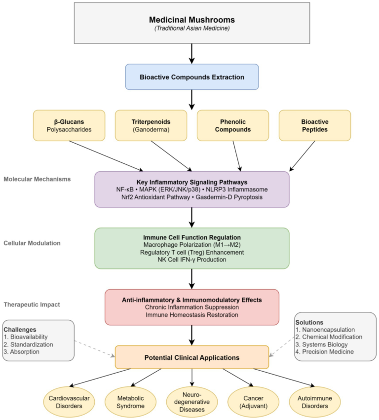 Frontiers | From functional foods to immunotherapeutic agents: mechanistic insights into medicinal mushroom bioactives in chronic inflammation management