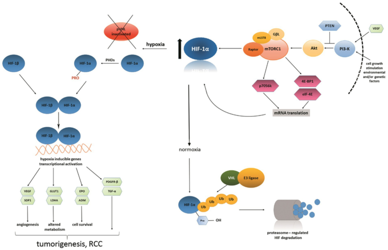 Frontiers | Nutrient intake and renal cancer: molecular pathways and mechanistic insights into the protective role of dietary components