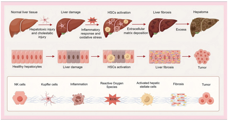 Frontiers | The therapeutic potential of vitamins as nutrients in food for anti-inflammatory and anti-oxidative stress in liver fibrosis diseases