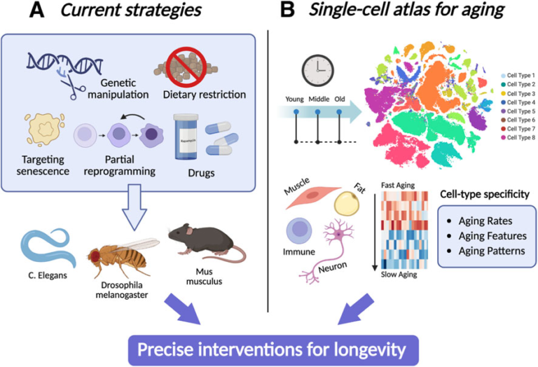 Frontiers | Toward precision longevity: aging interventions in the single-cell atlas era