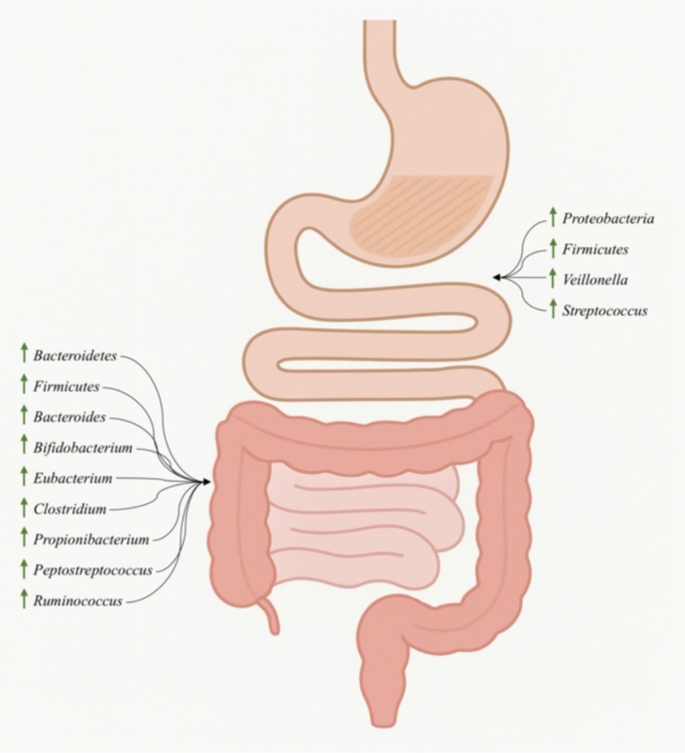 Frontiers | Understanding the human gut microbiome: from composition to disease association