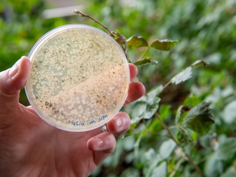 NIH Awards $2.8M Grant for PFAS Gut Microbiome Study NIH Awards $2.8M Grant for PFAS Gut Microbiome Study