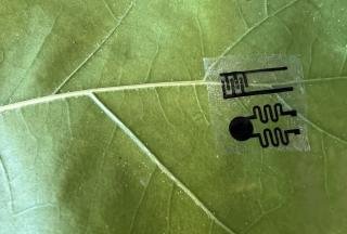 A green leaf with a clear patch with black squiggles embedded in the patch