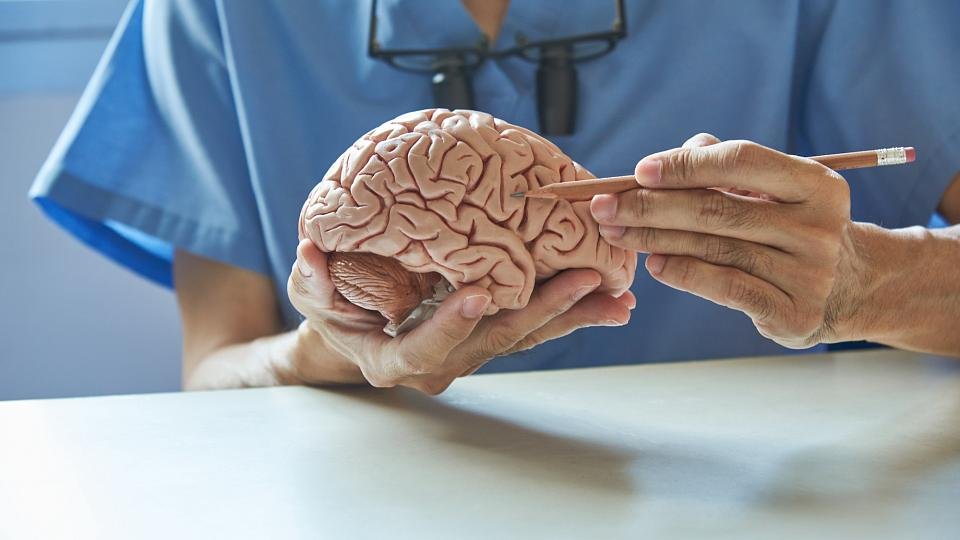 Doctor examining a brain