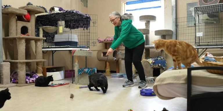 Sherwood cat sanctuary volunteers find mental wellness through service