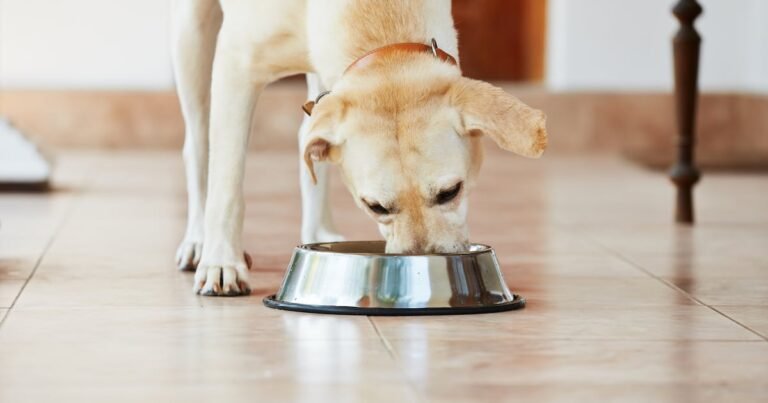 ADM study: Postbiotic supports metabolic health markers in labradors ADM study: Postbiotic supports metabolic health markers in labradors
