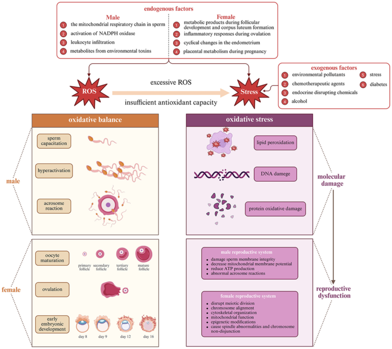 Frontiers | Plant-based bioactives and oxidative stress in reproduction: anti-inflammatory and metabolic protection mechanisms Frontiers | Plant-based bioactives and oxidative stress in reproduction: anti-inflammatory and metabolic protection mechanisms
