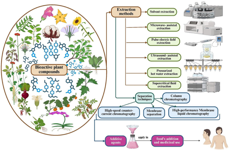 Frontiers | Plant bioactive compounds: extraction, biological activities, immunological, nutritional aspects, food application, and human health benefits—A comprehensive review