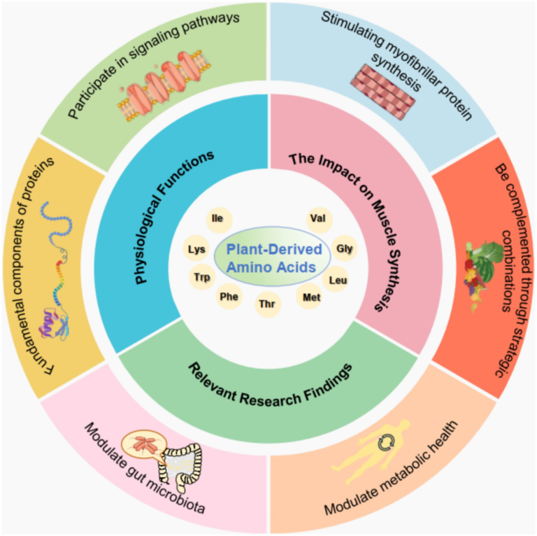 Frontiers | Plant-based supplements in enhancing exercise performance and recovery