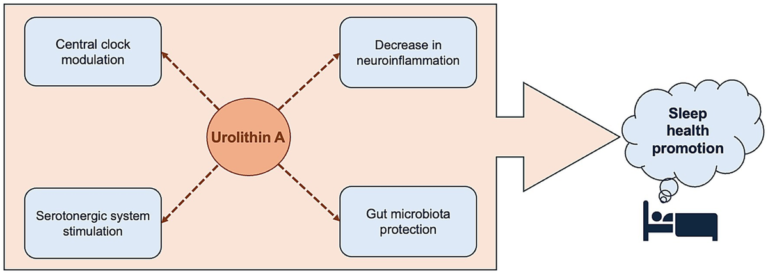 Frontiers | Potential impact of urolithin A on pathways relevant to sleep health: a mini review