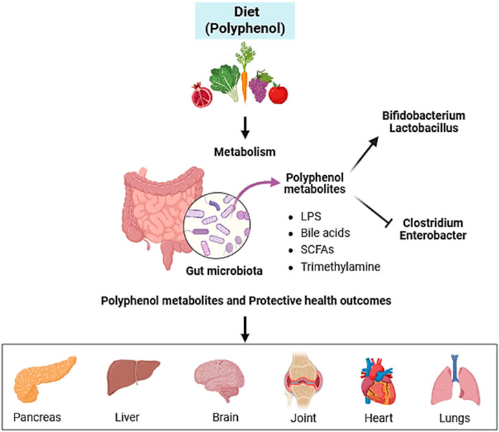 Frontiers | Dietary polyphenols maintain human health through modulation of gut microbiota Frontiers | Dietary polyphenols maintain human health through modulation of gut microbiota