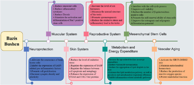 Frontiers | Implications of the anti-aging efficacy of BaZi Bu Shen capsules for human longevity and development