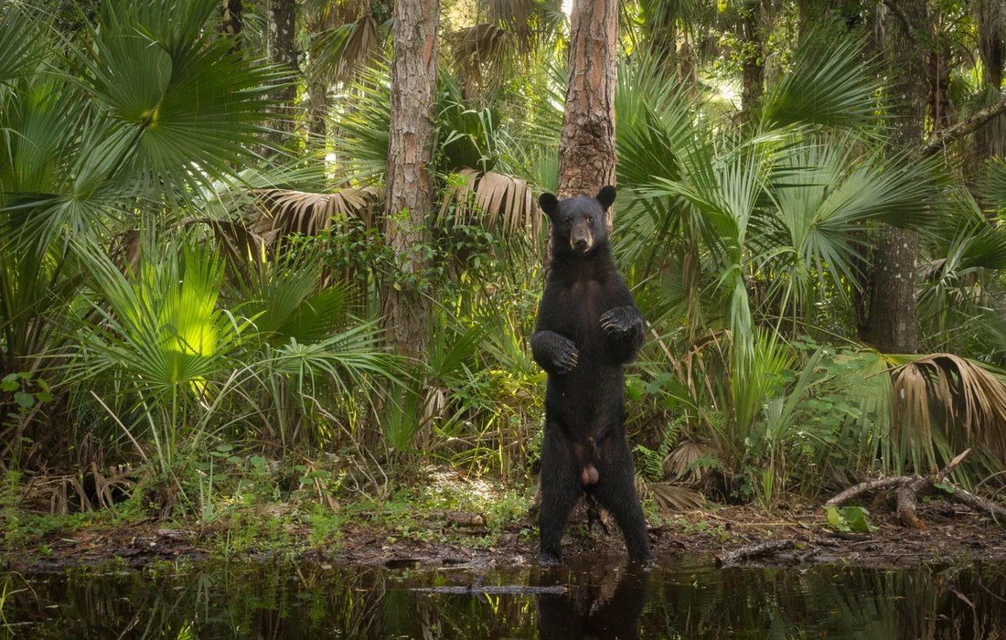 Black bear standing upright in shallow water within a dense forest of palm trees and vegetation.