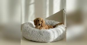 Pet Friendly Lifestyle Brand