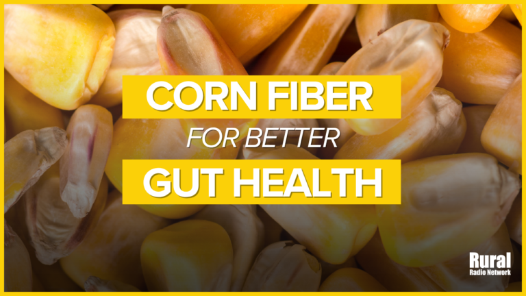 UNL research explores corn fiber’s potential for gut health