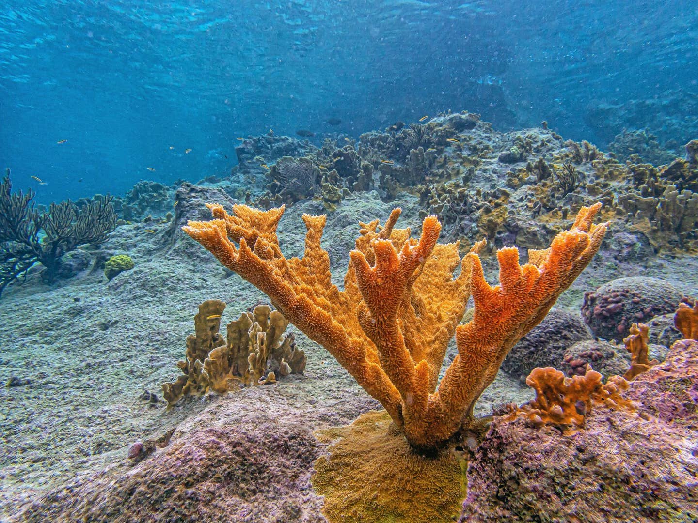 Researchers discovered Laurinque elenya, a golden tree-like coral off Costa Rica that represents a new deep-sea coral family.
