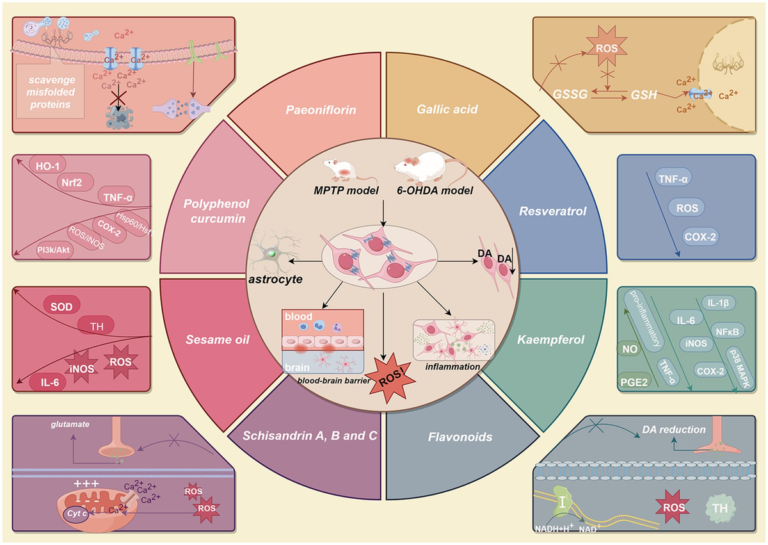 Frontiers | Diet for the prevention and treatment of Parkinson’s disease