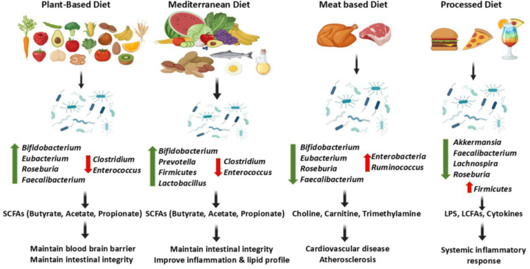Frontiers | Nutrition and the gut microbiome: a symbiotic dialogue influencing health and disease