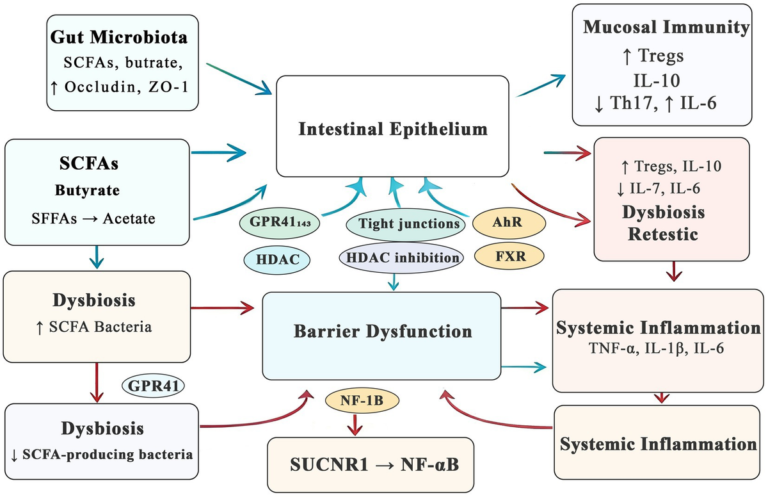 Frontiers | Gut microbiota–intestinal barrier crosstalk: mechanistic advances, disease relevance, and public health implications