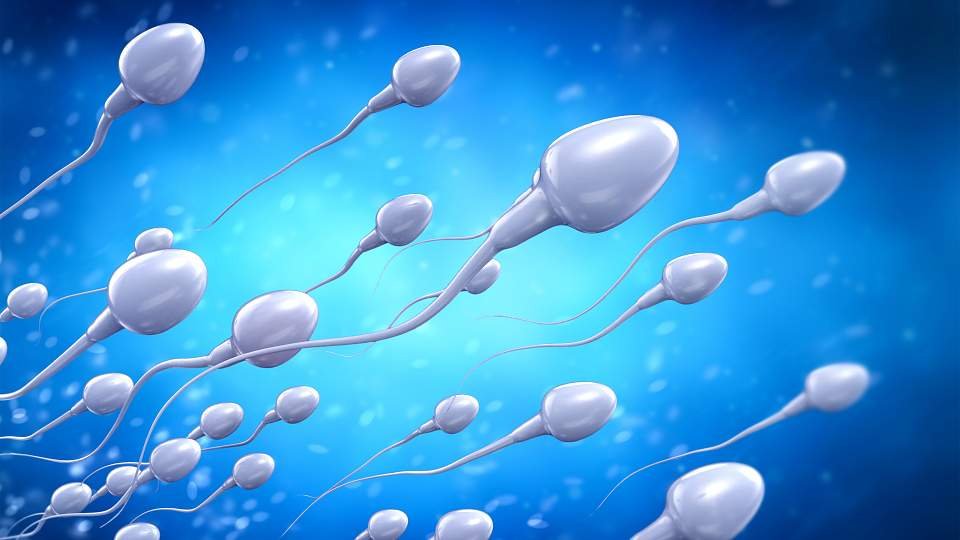 sperm