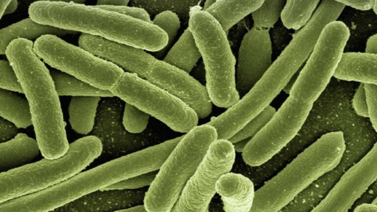 Scientists discover 14 new gut bacteria species in Indian tribal communities Scientists discover 14 new gut bacteria species in Indian tribal communities