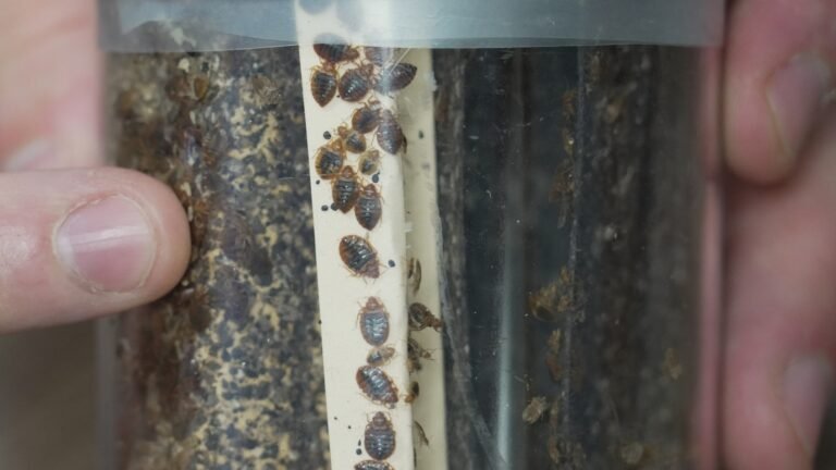Bedbugs can cause people to lose sleep — and blood. Here's what to do about them