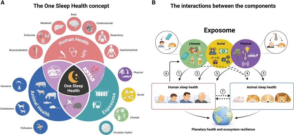 <p>One Sleep Health framework structure.</p>