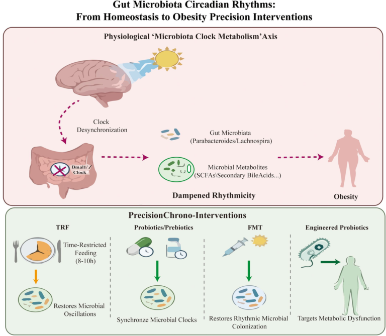 Frontiers | Gut microbiota in obesity management: from microbial clocks to precision microbial therapies Frontiers | Gut microbiota in obesity management: from microbial clocks to precision microbial therapies