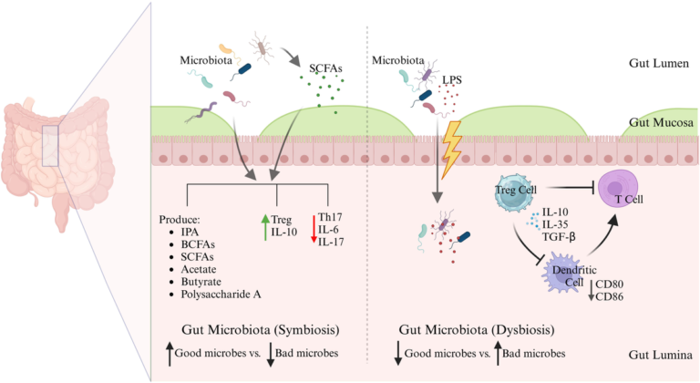 Frontiers | Gut microbiota: a promising new target in immune tolerance
