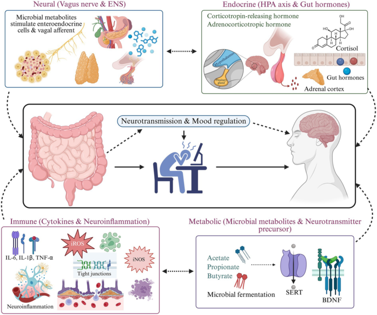 Frontiers | Microbiome driven modulation of neurotransmitters: implications for neurotransmission and mood disorders Frontiers | Microbiome driven modulation of neurotransmitters: implications for neurotransmission and mood disorders