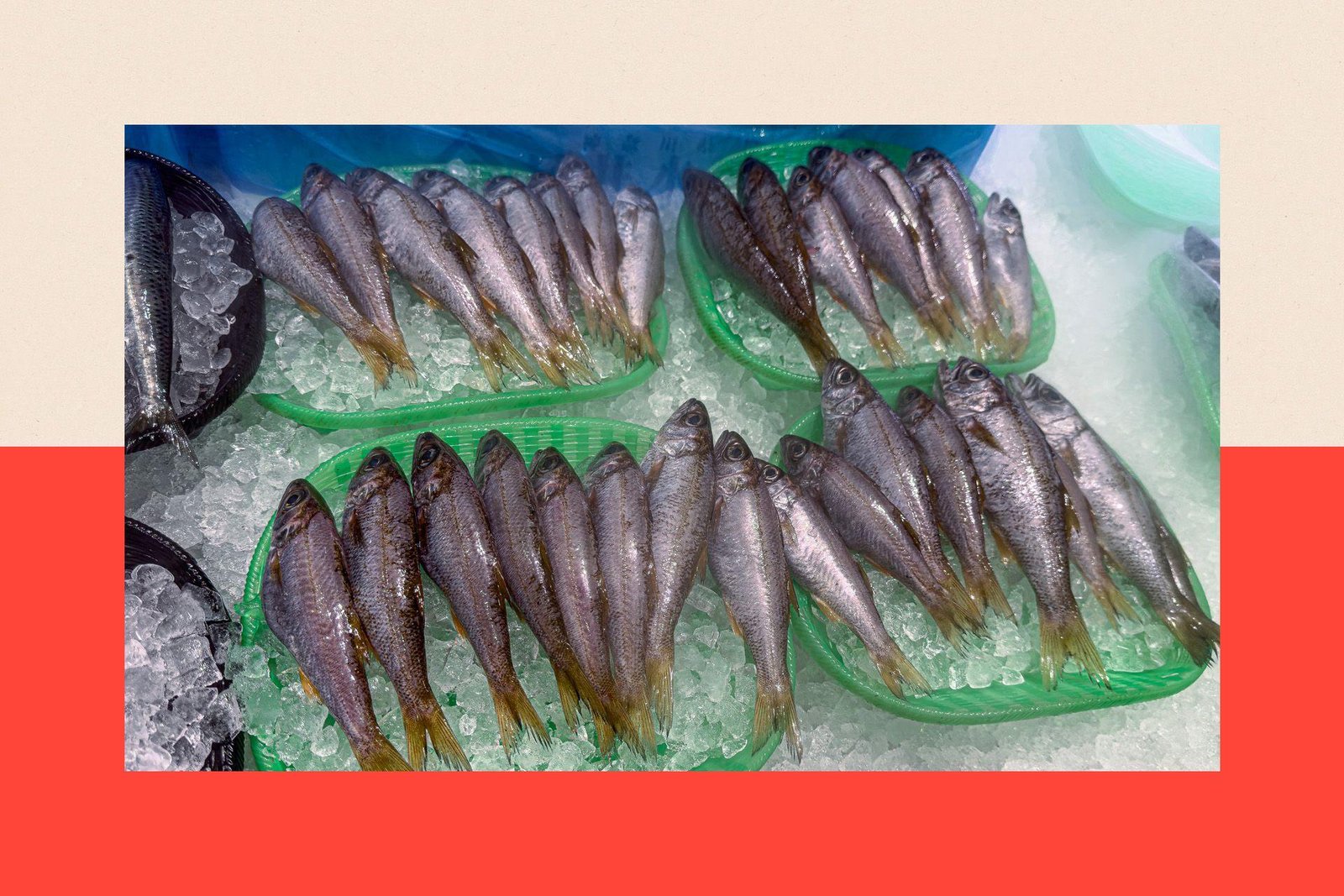 A close-up of multiple fresh "Kuromutsu", Japanese Bluefish