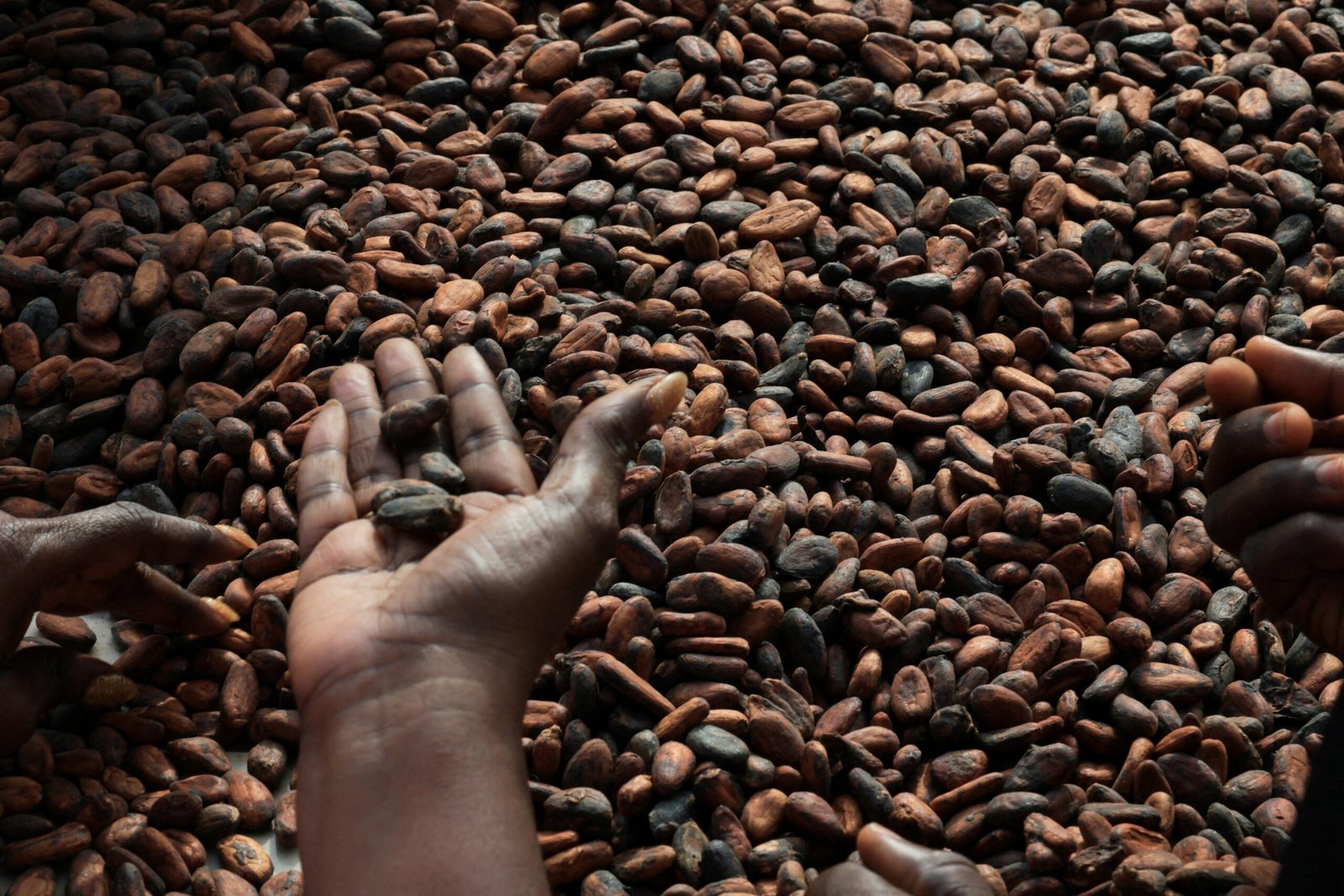 Cocoa beans