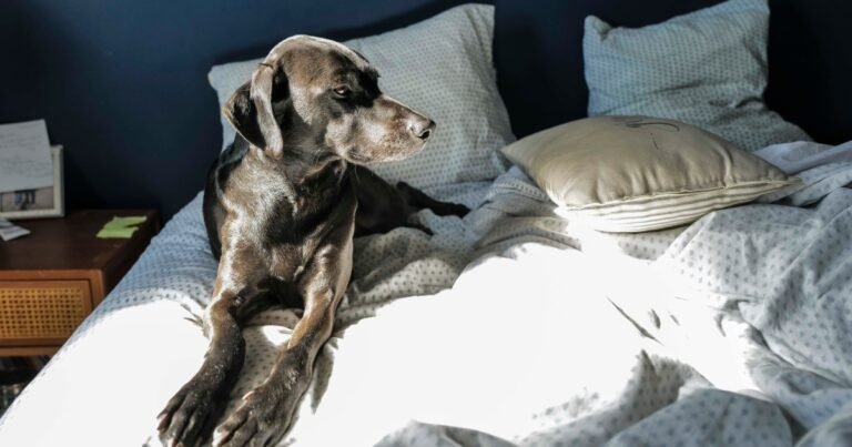 Lie down with dogs, wake up refreshed? That’s what a new study suggests.