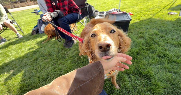‘A little puppy love’: Meridian event highlights dogs’ role in mental health 'A little puppy love': Meridian event highlights dogs' role in mental health