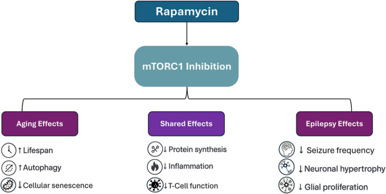 Frontiers | Rapamycin for longevity: the pros, the cons, and future perspectives