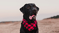 NATIONAL BLACK DOG DAY