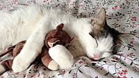 National Cat Day